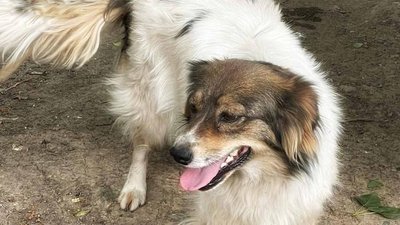 Собака Бетті, жорстоке поводження із тваринами, Одеса