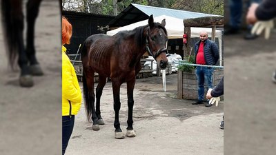 До Львова з Краматорська евакуювали коня Бадді