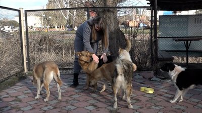 Подружжя підгодовує безпритульних тварин Подружжя підгодовує безпритульних тварин