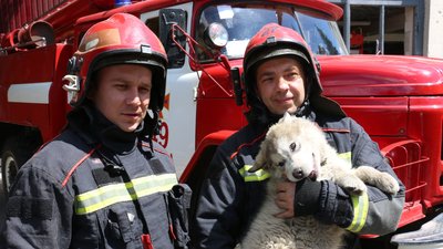 Харківські пожежники прихистили врятоване цуценя з розбитого РФ будинку