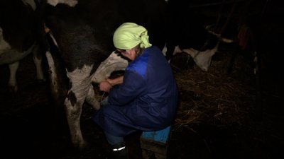 Дойка корів без електрики Дойка корів без електрики