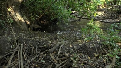 Цього літа річка Волинка майже повністю пересохла. Вода лишилась лише там, де бобри загатили.