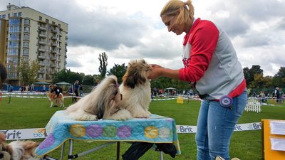 Ши-цу, акіти та англійські бульдоги: в Ужгороді розпочалися виставки собак Ши-цу, акіти та англійські бульдоги: в Ужгороді розпочалися виставки собак