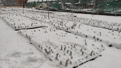 Заготівля новорічних ялинок і сосен: скільки виростили на Волині Заготівля новорічних ялинок і сосен: скільки виростили на Волині