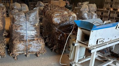 незаконне виробництво тютюну біля кордону буковини