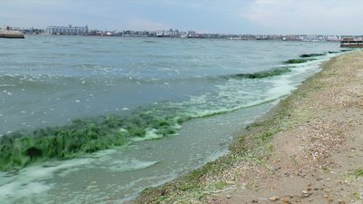 У Бузькому лимані позеленіла вода