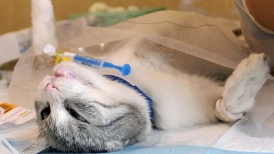 На Сумщині стерилізували домашніх тварин у прикордонні На Сумщині стерилізували домашніх тварин у прикордонні