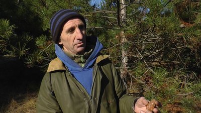 Від збору насіння до відновлення лісів: як і для чого заготовляють шишки на Миколаївщині Від збору насіння до відновлення лісів: як і для чого заготовляють шишки на Миколаївщині