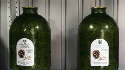 Відновлення лісу: в Овруцькому лісгоспі Житомирщини висіяли п’ять мільйонів майбутніх сіянців сосни Відновлення лісу: в Овруцькому лісгоспі Житомирщини висіяли п’ять мільйонів майбутніх сіянців сосни