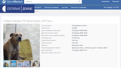 Пітбультер'єра Тору з Лиману продали на аукціоні за понад 11 тисяч гривень Пітбультер'єра Тору з Лиману продали на аукціоні за понад 11 тисяч гривень