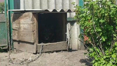 Через вибухи вівчарка не виходить з буди вже добу