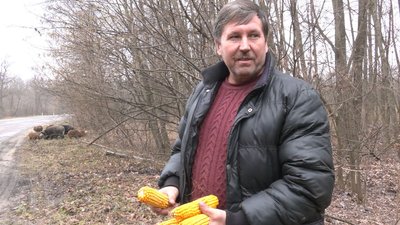 ПІДГОДОВУЮТЬ КАБАНІВ ПІДГОДОВУЮТЬ КАБАНІВ