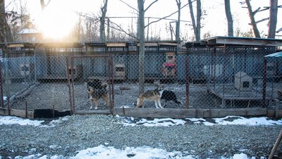 Перший комунальний пункт перетримки безпритульних тварин відкрили у Франківську