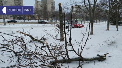 160 населених пунктів без електрики, повалені дерева і ускладнений рух: наслідки вітру на Сумщині 160 населених пунктів без електрики, повалені дерева і ускладнений рух: наслідки вітру на Сумщині