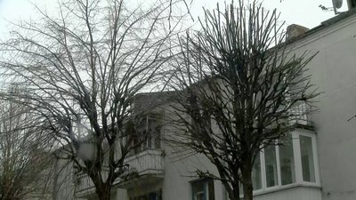 У центрі Луцька розпочали кронування дерев. Частину цьогоріч планують зрізати
