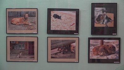 "Собака друг людини": в Одесі представили фотовиставку, присвячену собакам