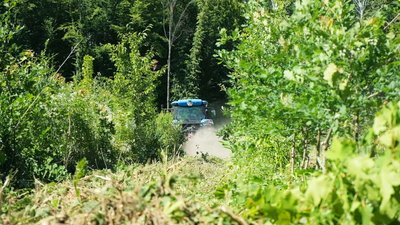 "Дуб любить шубу, але відкриту голову": як доглядають за лісами на Вінниччині