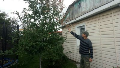 У трьох громадах на Волині – карантин через нашестя гусені У трьох громадах на Волині – карантин через нашестя гусені