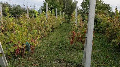 "Маємо грона вагою два кілограми". Жителька Кіровоградщини вирощує понад 30 сортів винограду "Маємо грона вагою два кілограми". Жителька Кіровоградщини вирощує понад 30 сортів винограду