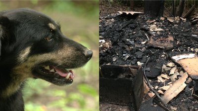 У Рівному невідомі спалили собаче поселення, ще одного пса застрелили