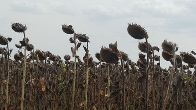 На Кіровоградщині розпочали збирати соняшник. Який урожай і що на нього вплинуло На Кіровоградщині розпочали збирати соняшник. Який урожай і що на нього вплинуло