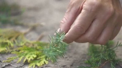 Розсадник на Хмельниччині