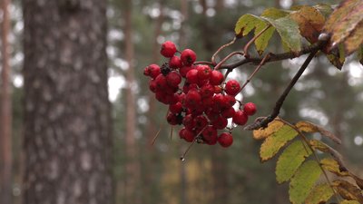 На початку тижня на Сумщині очікується погода, тепліша звичайної – гідрометцентр