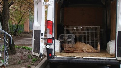 У Полтаві за тиждень безкоштовно стерилізували 70 безпритульних тварин У Полтаві за тиждень безкоштовно стерилізували 70 безпритульних тварин