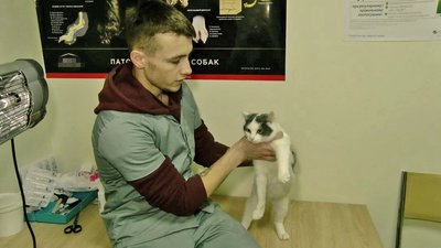 Вперше стриг єнота: ветеринар з Херсона лікує та допомагає тваринам у Луцьку Вперше стриг єнота: ветеринар з Херсона лікує та допомагає тваринам у Луцьку