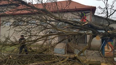 На Закарпатті через негоду дерево впало на дорогу та торгівельну ятку На Закарпатті через негоду дерево впало на дорогу та торгівельну ятку