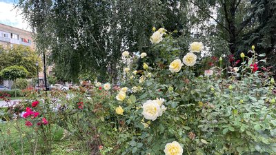Житомир, погода, природа, серпень 2025 року