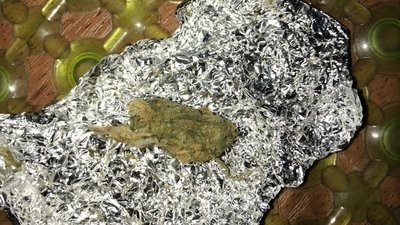 На Закарпатті затримали підозрювану у збуті марихуани На Закарпатті затримали підозрювану у збуті марихуани