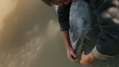 Прикордонники ДПСУ на Дунаї звільнили з сіток білугу понад 100 кг