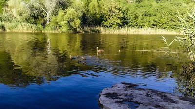 качка з каченятами на річці Інгул кроп