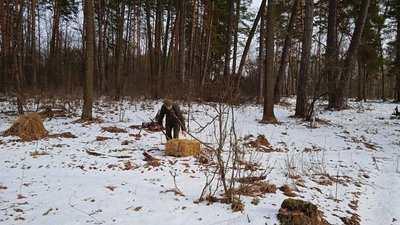 На Конотопщині Сумської області збільшується популяція зубрів На Конотопщині Сумської області збільшується популяція зубрів
