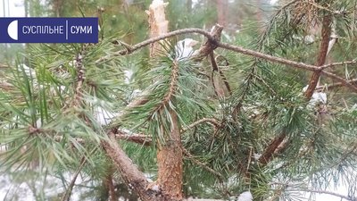 Лісівники Сумщини реалізували майже всі хвойні дерева, які зрубали до Нового року Лісівники Сумщини реалізували майже всі хвойні дерева, які зрубали до Нового року
