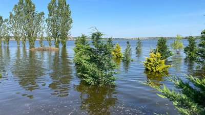 Затоплені хвойні дерева у Баловне Затоплені хвойні дерева у Баловне