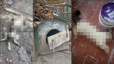 Тварини, отруєння, жорстоке поводження з тваринами, поліція, Житомир