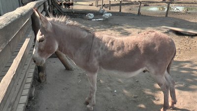 Батько віслюченяти Батько віслюченяти