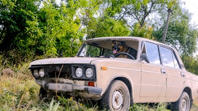 автівка, собака, Кривий Ріг