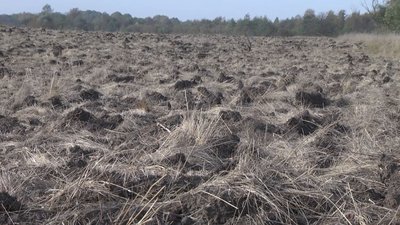 Припинити розорювання заплави Десни і відновити розораний луг вимагають жителі села на Коропщині