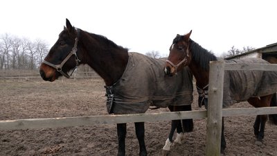 "Я вже думала, що ніколи їх не побачу": як живе "Зоодім" у Рябцях, що на Чернігівщині "Я вже думала, що ніколи їх не побачу": як живе "Зоодім" у Рябцях, що на Чернігівщині