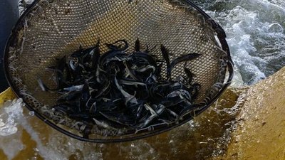 На Херсонщині вирощують севрюгу: ця риба майже перестала зустрічатися у природі