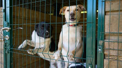 Підопічні притулку «Animal Hostel»