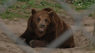 Ведмідь у притулку "Домажир" Ведмідь у притулку "Домажир"