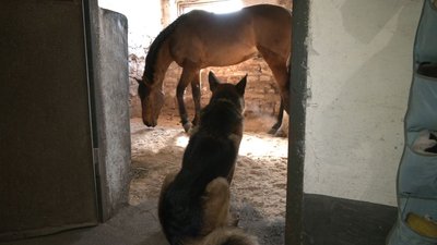 Страждають, як і люди: на Черкащині прихистили коней із "гарячих точок"