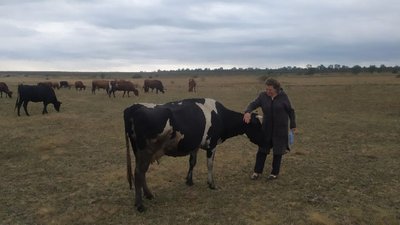 У жителів села Новогригорівка Друга на Кіровоградщині забрали пасовище для худоби