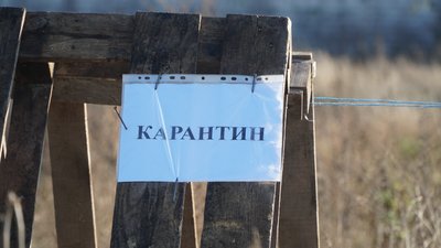 карантин, чума, свині, Дніпро
