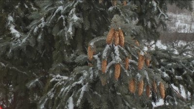 Вінницькі лісівники заготовляють насіння хвойних порід Вінницькі лісівники заготовляють насіння хвойних порід