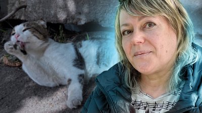 олександрійські коти Вікторії Покори